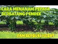 Cara menanam pepaya berbatang pendek dan berbuah lebat