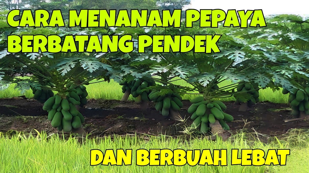 CARA MENANAM PEPAYA BERBATANG PENDEK DAN BERBUAH LEBAT
