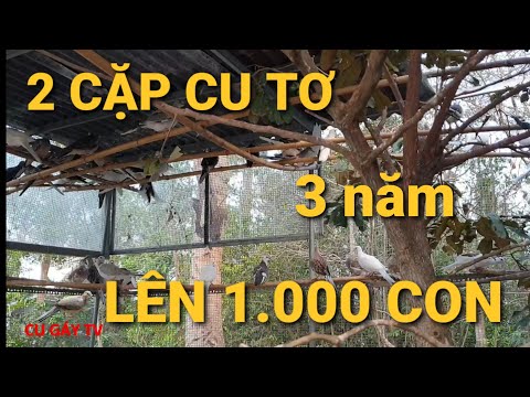 Chia sẽ kỹ thuật nuôi chim cu gáy sinh sản - A Hoàng - Gò Công.
