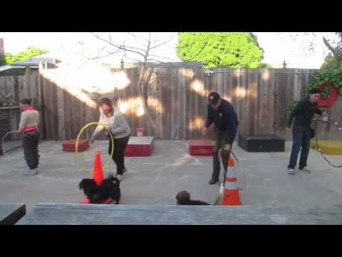 Canine Circus School Oakland California