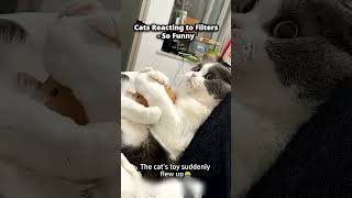 Cat Had ONE Job Cats Reacting to Filters - So Funny #3 🙈