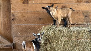 3 hay bales = endless fun!