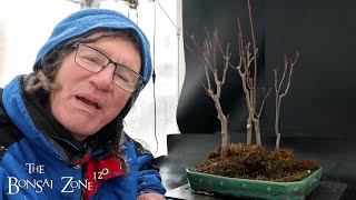 Pruning My Red Maple Penjing, The Bonsai Zone, Dec 2025