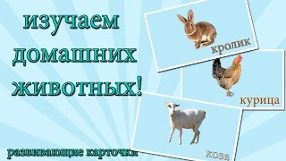 Учим животных - тематические карточки для изучения животных Учим животных - тематические карточки для изучения животных
