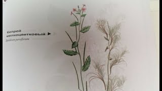 Кипрей мелкоцветковый. Kleinblütiges Weideröschen. Lat.: Epilobium parviflorum. Мария Требен.