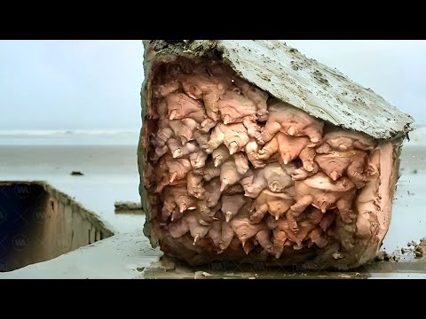 Вот Как Черепахи Заканчивают Свои Жизни
