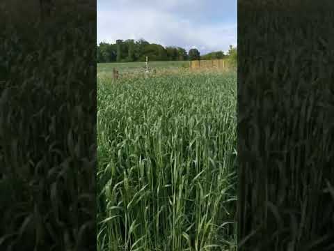 Spelt 2 июня
