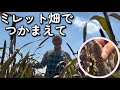 青空の似合うミレット【園芸のぶチャンネル】
