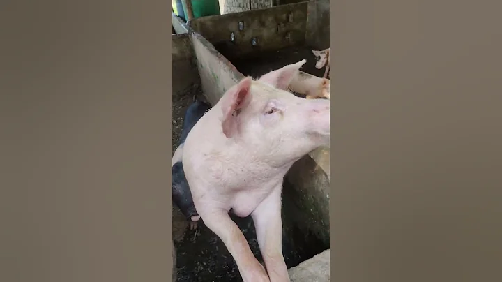 visiting a huge farm...🐷🐷 piggy bank #pig #piggy #pigs