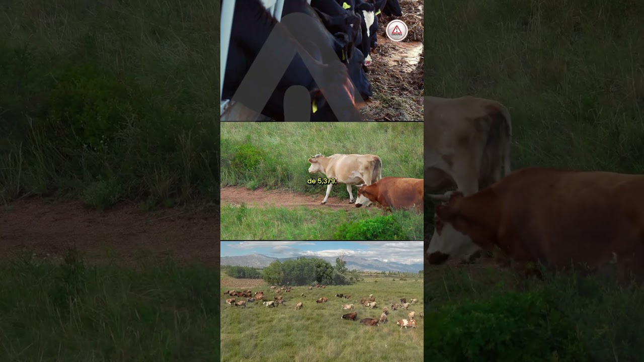Más de 5 mil casos de gusano barrenador lleva acumulados Chiapas