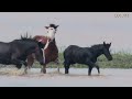 The Wild Horses of Steens Mountain, Oregon