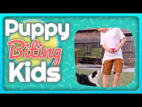 वीडियो: कैसे एक बच्चे को काटने से कुत्ता रखने के लिए