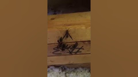 Early-Stage Wasps Nest in an Attic in Atlanta