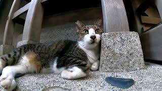 【今週のボツ動画】短い野良猫動画まとめて公開