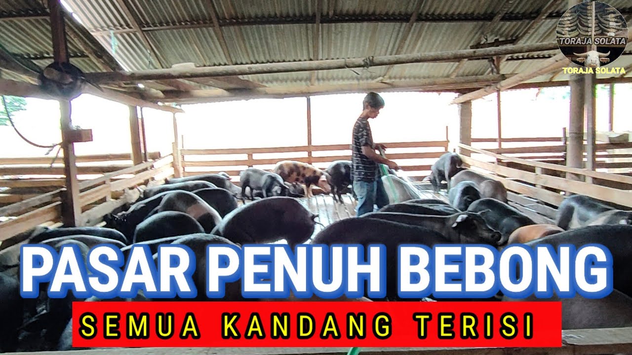 Pasar Babi Pertama Tahun 2026: pembeli berdatangan membeli babi