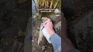 Download Lagu It needs to be hidden 🫣🎣 MP3