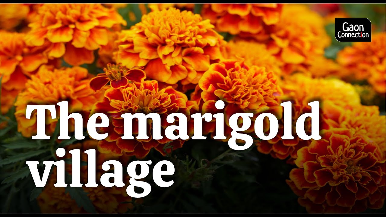 Marigold-Town