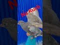 Nu Kuch 🕊🕊