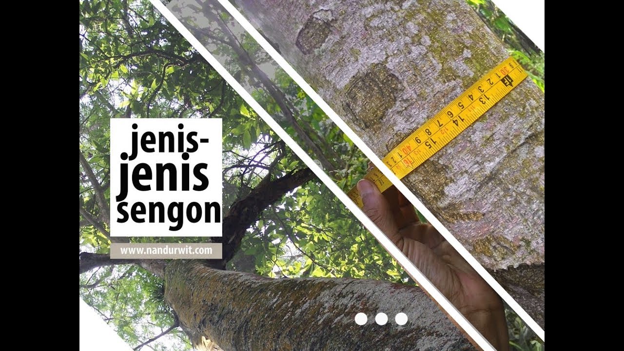 jenis jenis pohon sengon dari yang murah sampai harga milyaran