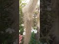 segundo floração do rabo de macaco 🌵🌹