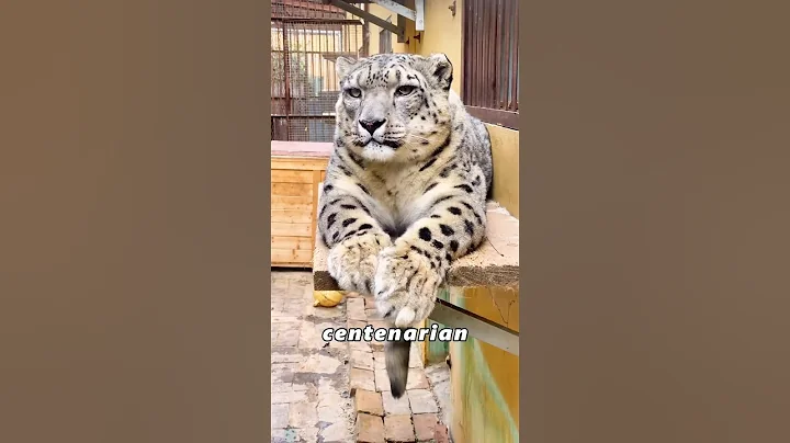 Watch the video about The secret of longevity of snow leopards#animalphotos #foryou #cute #cat #us