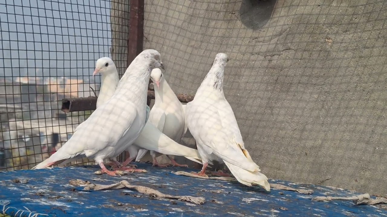 Ek bhai ko diye 4 phathe full garnti ke saath  8529053300 sunil 