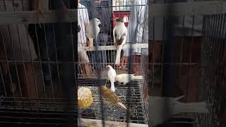 Ready Pentet Lolohan Pleci Dakun Jalan Suren Gacoran Dll