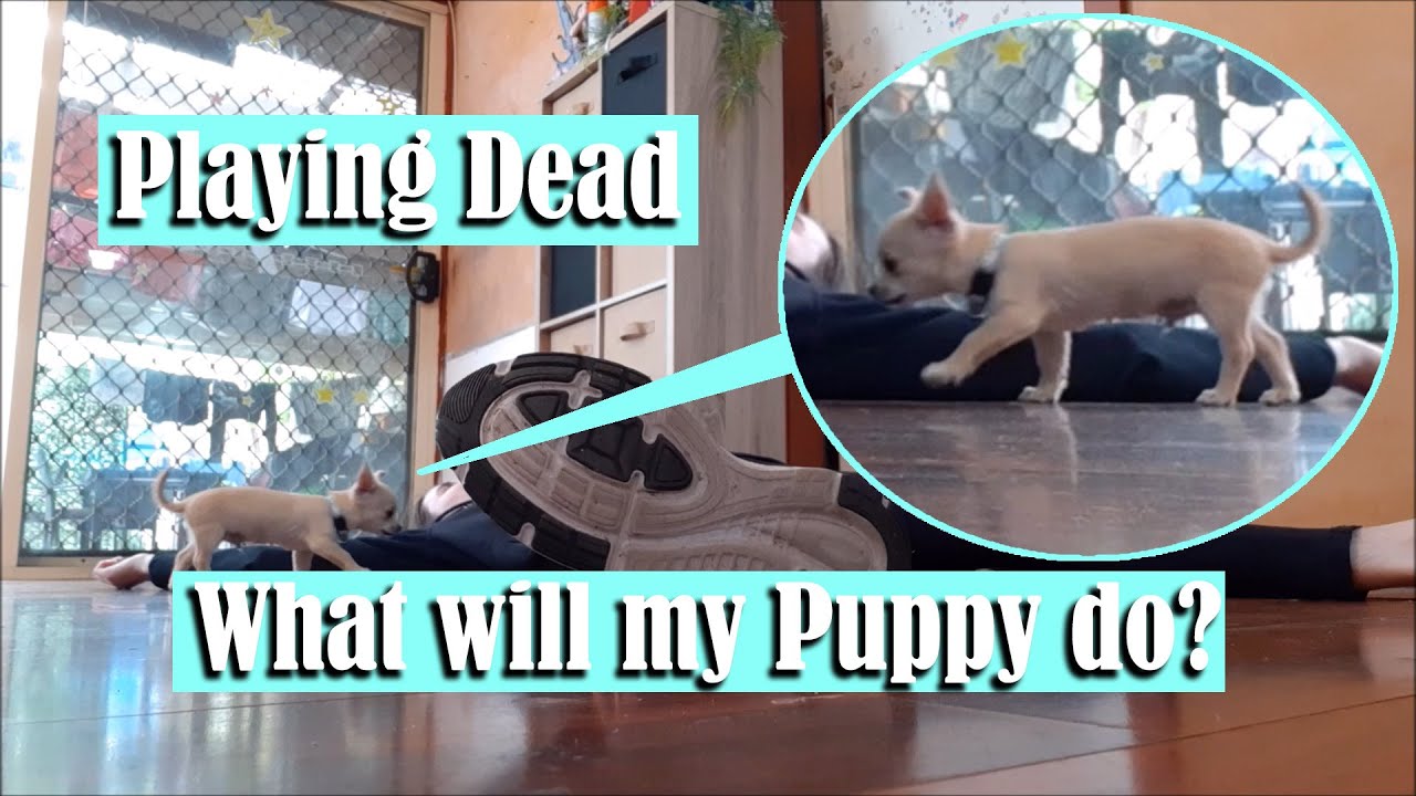 Playing D*ad to see what my puppy does! - YouTube