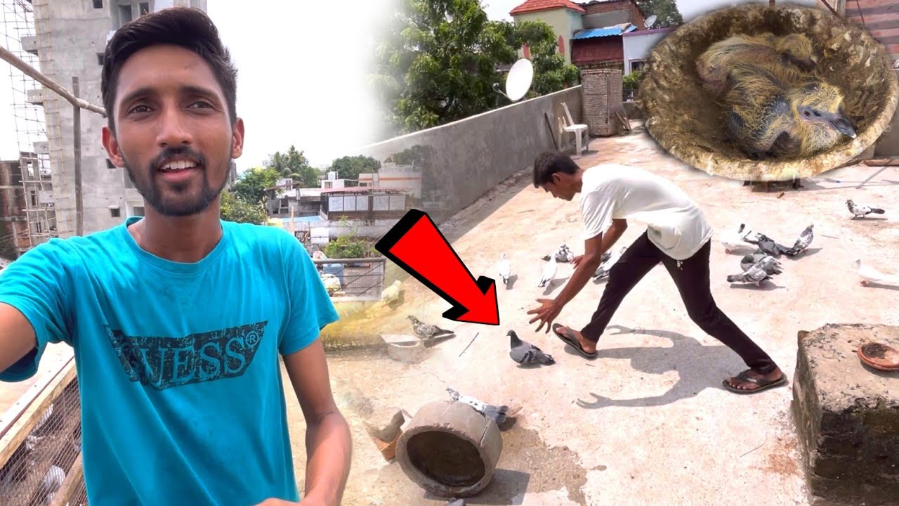 Aaj Ham Gaye Aman Bhai k Setup Par🤩Kabootar🕊️Ka Shok Karne