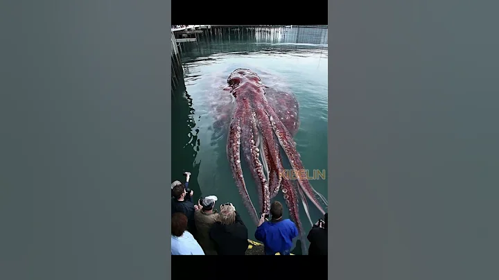 Giant Squid Caught by Fishermen!🐙🦑🦐🦀  #deepseafishing #giantseacreature #fishingexploration