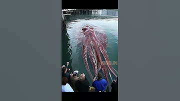 Giant Squid Caught by Fishermen!🐙🦑🦐🦀  #deepseafishing #giantseacreature #fishingexploration