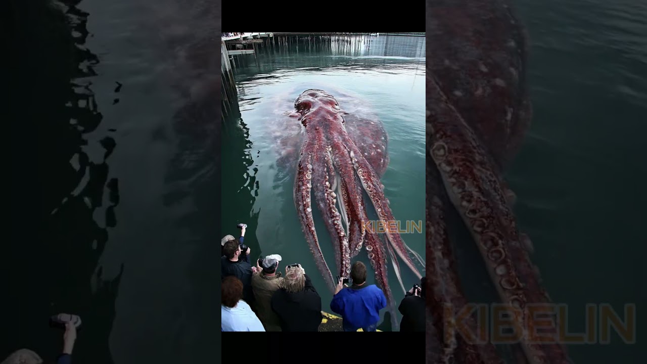 Giant Squid Caught by Fishermen!🐙🦑🦐🦀  