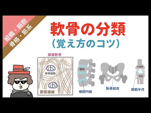 軟骨組織の種類と特徴（硝子軟骨、弾性軟骨、線維軟骨）覚え方