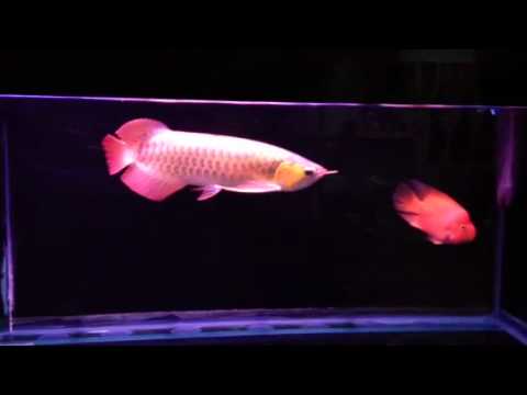 Arowana