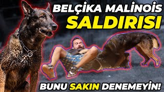 BELÇİKA MALİNOİS'İ ÜZERİME SALDIRTTILAR! (K9 EĞİTİMLİ)