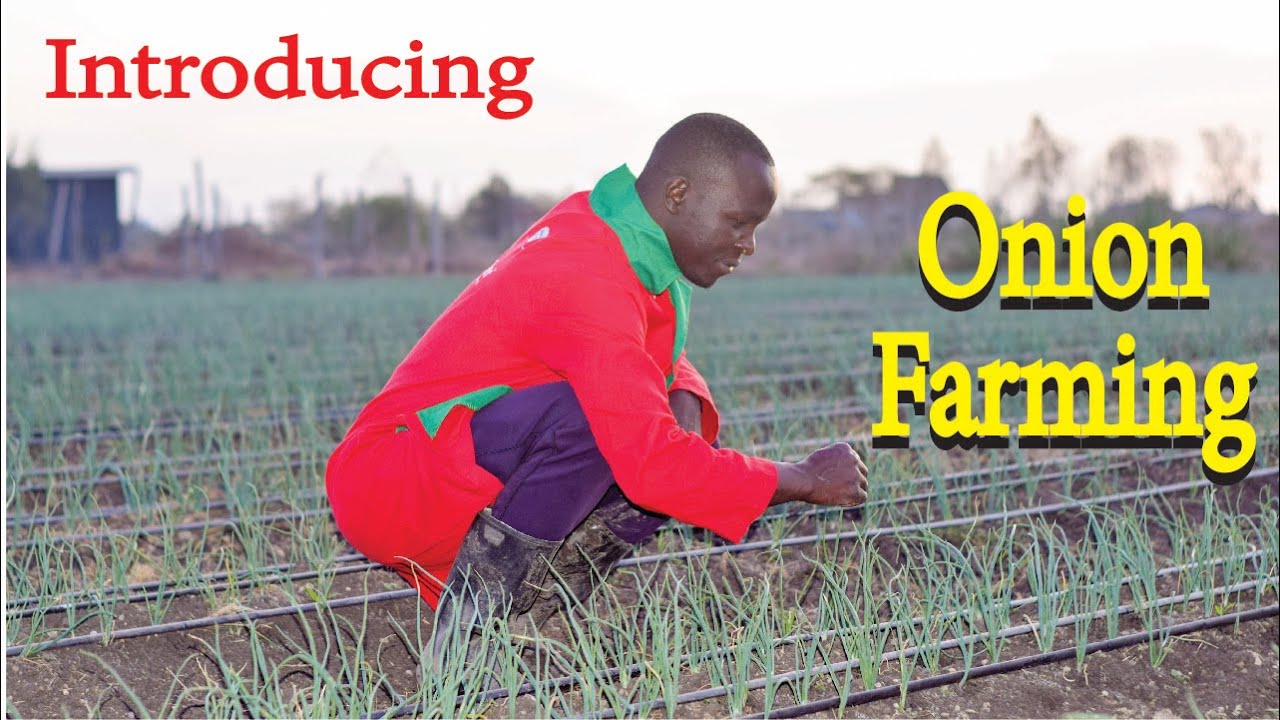 Introdution to onion farming YouTube