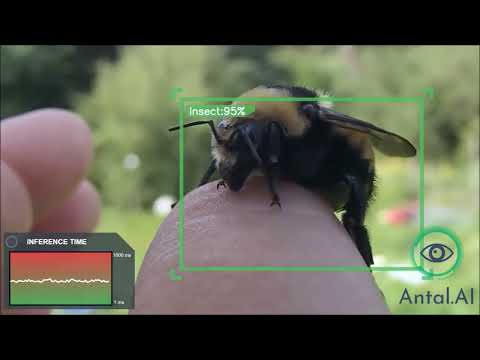 Insect Detector