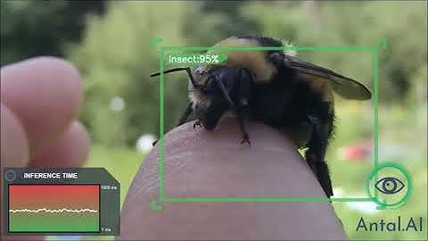 Insect Detector