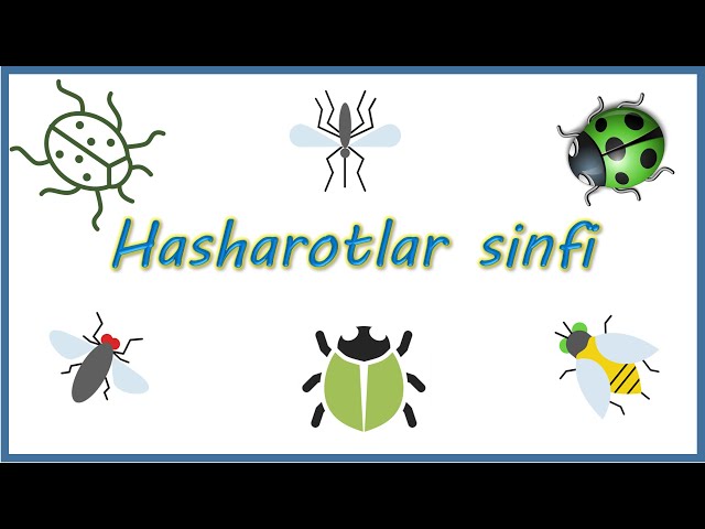 Fohisha xola porno rasmlar