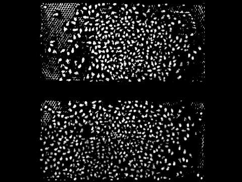 Adaptive thresholding of hive #4 (Masking)