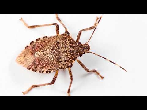 ფაროსანას ისტორია