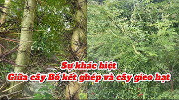 Sự khác biệt giữa cây Bồ kết gieo hạt và cây Bồ kết ghép : tại sao bạn nên chọn cây Bồ kết ghép ? |
