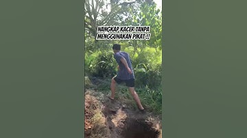 NANGKAP KACER TANPA MENGGUNAKAN BURUNG PIKAT !! #kacer #burungkacer #terbaru