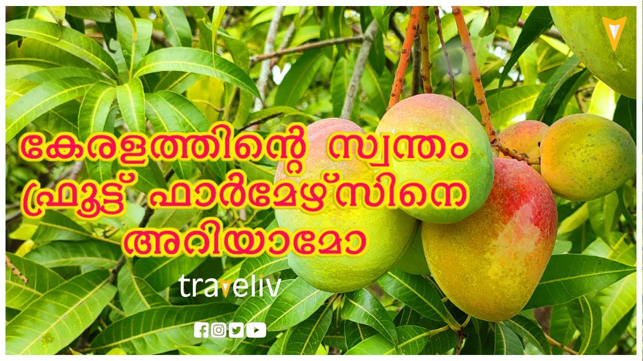 നിങ്ങളുടെ വീട്ടിലും വേണ്ടേ ഒരു പഴത്തോട്ടം /Fruite Farmers Kerala YouTube