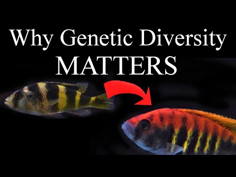Protecting Genetic Diversity: Conservation and Evolution Explained