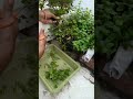 Aaj ki harvesting
