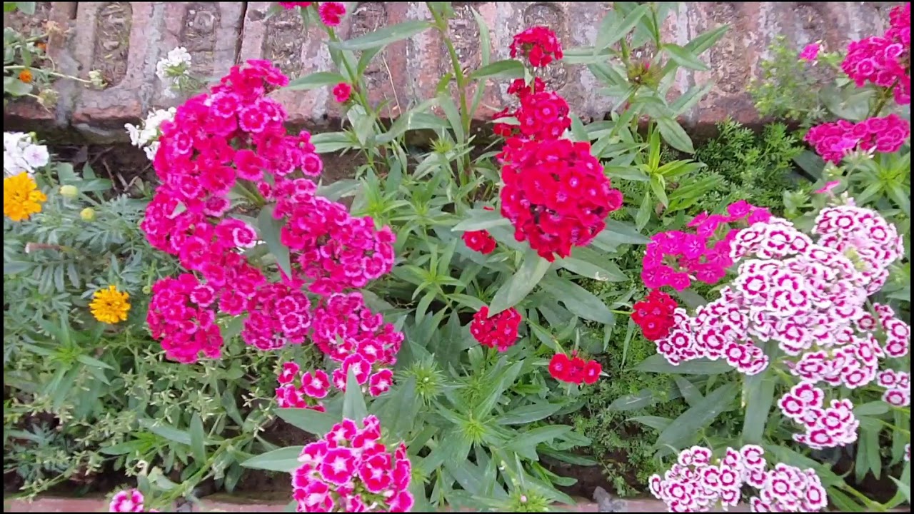 Samsung F62 camera video sample ☘️📷