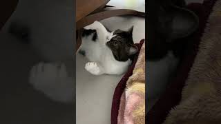 猫「オラオラオラオラァ！」 #shorts