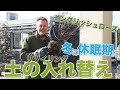 【冬がチャンス】イングリッシュローズの土の入れ替え（リソイリング）をやってみよう！