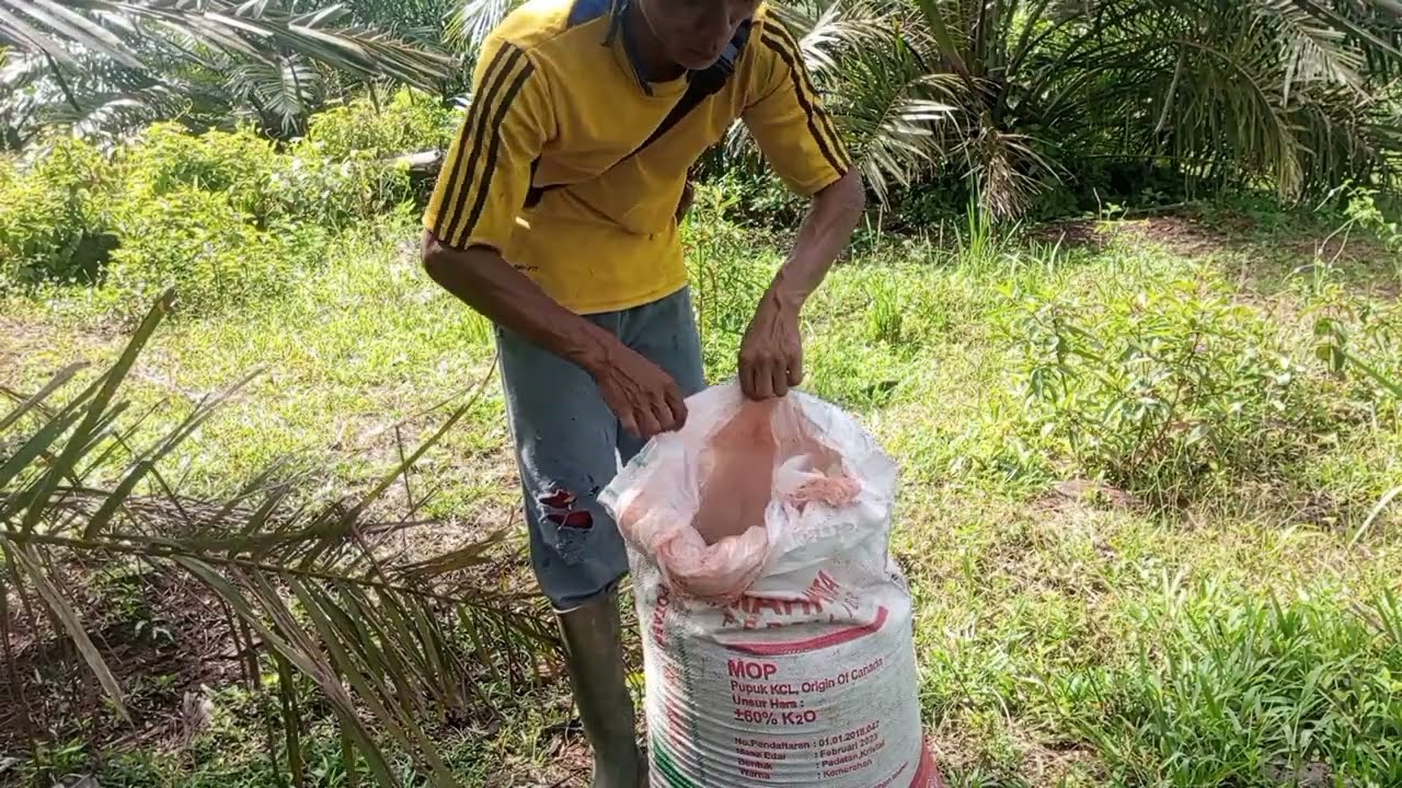 Aplikasi dan Dosis Pupuk Kcl/MOP Pada Sawit Usia 3 Tahun di Kebun Milik Sobo Alas Sumatra